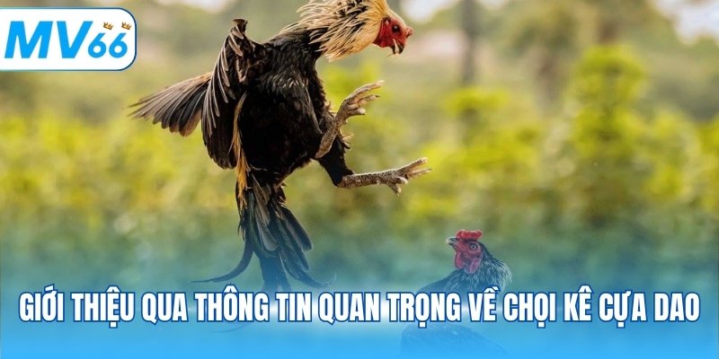 Giới thiệu qua thông tin quan trọng về chọi kê cựa dao