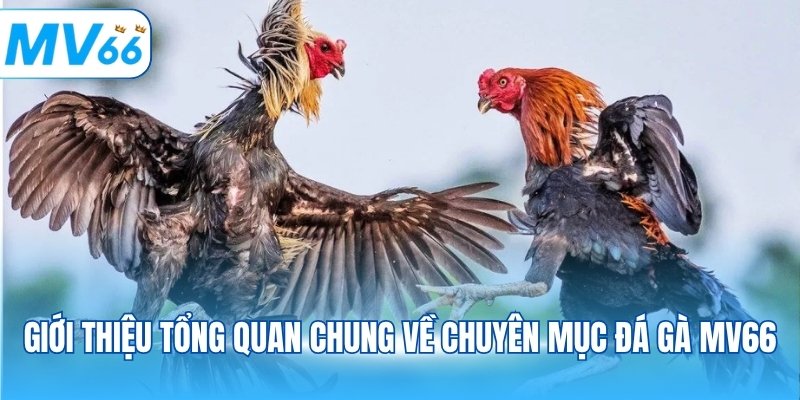 Giới thiệu tổng quan chung về chuyên mục đá gà MV66
