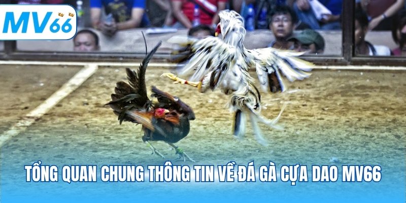Tổng quan chung thông tin về đá gà cựa dao MV66