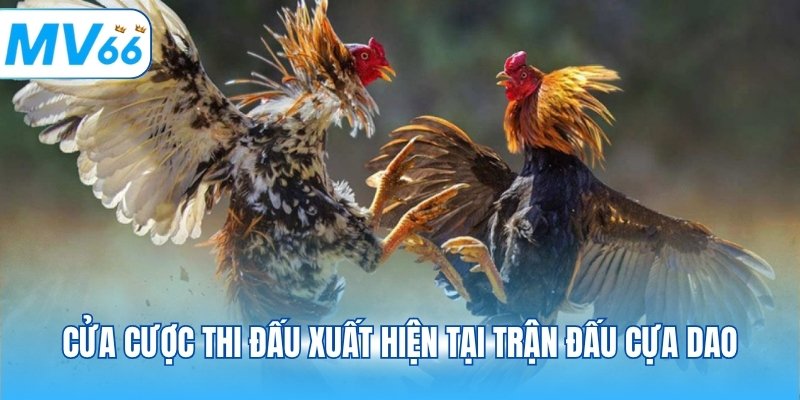 Cửa cược thi đấu xuất hiện tại trận đấu cựa dao