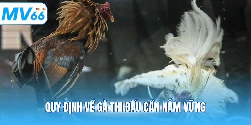 Quy định về gà thi đấu cần nắm vững