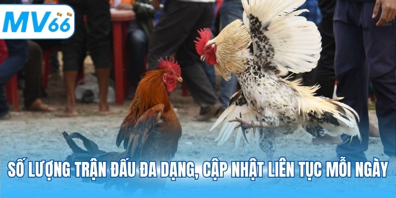 Số lượng trận đấu đa dạng, cập nhật liên tục mỗi ngày