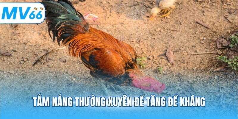 Tắm nắng thường xuyên để tăng đề kháng