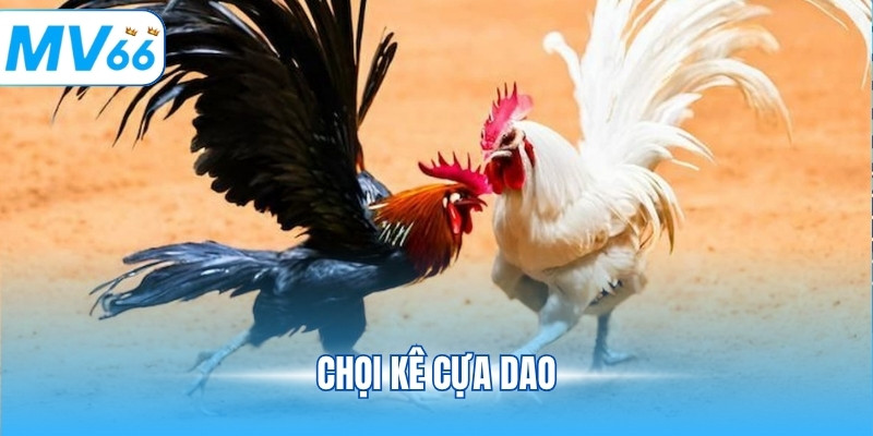Chọi Kê Cựa Dao