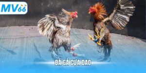 Đá gà cựa dao